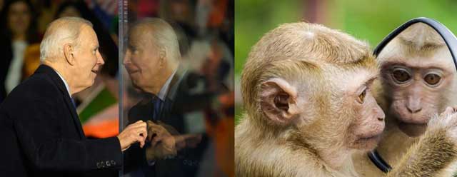 Joe Biden's mind is now no more capable than that of monkees