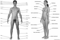 gender idiocy in plain sight